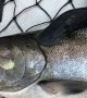 Sea Lamprey Attached to Caught King Salmon