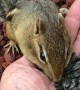 Hand-Feeding an Adorable Chipmunk