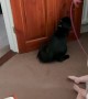 Baby and Kitty Love Playing Together