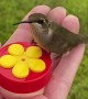Hand Fed Hummingbirds Enjoying a Snack