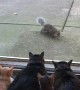 Kitties Watch on as Squirrels Enjoy Their Breakfast