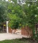 Three-Legged Dog Opens Gate with its Head