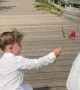 Sweet little boy gets down on one knee to give girl a rose
