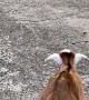 Heartwarming Moment Rescued Goat Returns to Herd