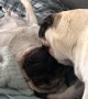 Pugs Enjoy Precious Moments Together