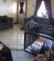 Paranormal Activity caught on Furbo