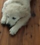 Golden Retriever Puppy Happily Runs Rampant with Toilet Paper