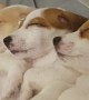 These Sleeping Puppies Will Totally Melt Your Heart