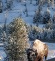Bison Takes a Snowy Stroll in Yellowstone