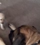 Giant English Mastiff Gently Plays With Tiny And Fearless Puppy