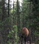 Bull Elk in the Rut Rubbing Antlers on Trees