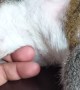Sleepy Squirrel Dozes Off in Owner's Hand