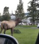 Bull Elk Face Checks a Parked Car