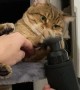 Cat Mesmerized by Vibrating Massage Toy