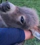 Man Cuddling and Singing to Adorable Donkey