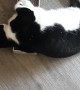 Kitty Can't Get off the Floor After Catnip