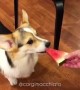Corgi adorably chomps down on tasty watermelon