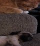 Affectionate Kitty Reaches for Sleeping Puppy