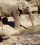 Elephant Enjoying Some Ice
