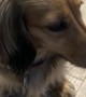 Adorable Burp from a Mini Dachshund