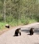 Grizzly Bear 399 and Her Four Cubs