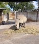Rhino calf gets the zoomies, runs circles around mom 
