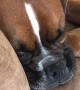Snoozing Boxer Has Howling Dreams