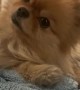 Pomeranian Pup Has Adorable Head Tilts