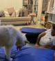 Husky Confused by His Bed Squeaking