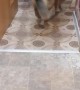 Kitty Drags Dog Into Kitchen
