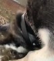 Husky Has a Messy Blast in Mud Puddle