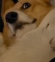 Pembroke Welsh Corgi Demands That Rubs Continue
