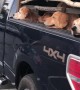 Truck Bed Full of Golden Retrievers Spreads A Little Joy