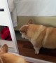 Corgi Makes Faces in the Mirror
