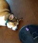 Corgi Disapproves of Robot Vacuum