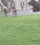 Elk Calls Out to Impress Harem