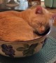 Cat Sleeping in a Bowl on Kitchen Table