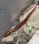 Snake Grabs Kids Bream While Fishing