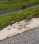 Huge Python Pulled From Water Filled Ditch