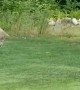 Bobcat Strolls Through Backyard