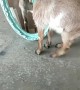 Baby Goat Fights With Himself in the Mirror