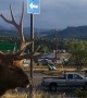Huge Bull Elk Strolls Down the Street