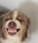 Dog Hides Guilt With Super Cheeky Smile