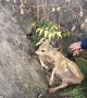 Saving a Deer Stuck in a Concrete Cone