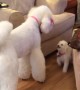 New puppy addition hilariously plays with Giant Poodle