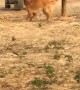 Excited Golden Retriever Tries Running Through a Fence