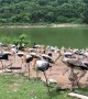Stork and Pelican Compete for Thrown Fish at Thai Zoo