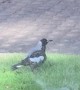 Magpies Playing under Sprinkler