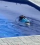 Excited Pooch Is Filled with Joy for a Swim