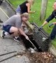 Police officers and wildlife rehabilitators rescue trapped swan from storm drain
